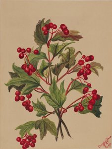 Rypebær Viburnum americanum, 1880. af Mary Vaux Walcott