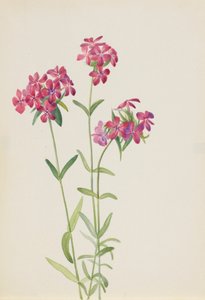 Behåret Phlox Phlox amoena, ca. begyndelsen af 1930