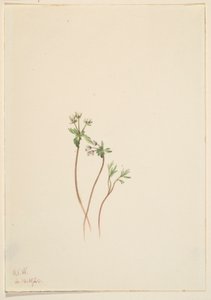 Harbinger of Spring (Erigenia bulbosa) af Mary Vaux Walcott