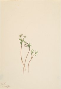 Forårsbebuder Erigenia bulbosa, 1920. af Mary Vaux Walcott