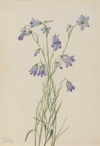 Klokkeblomst (Campanula rotundifolia) af Mary Vaux Walcott
