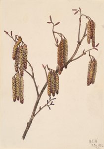 Hazel Alder Alnus regosa, 1920. af Mary Vaux Walcott