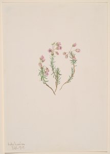 Heather Phyllodoce intermedia, 1907. af Mary Vaux Walcott