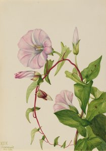 Hække bindweed Calystegia Convolvulus sepium, 1932. af Mary Vaux Walcott