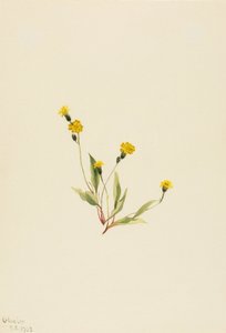 Heieracium gracile, 1903. af Mary Vaux Walcott