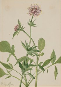 Heliotrop Valerian Valeriana sitchensis, 1917. af Mary Vaux Walcott