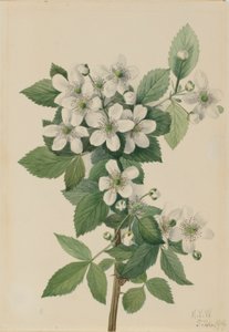 Brombær med høj busk (Rubus argutus) af Mary Vaux Walcott