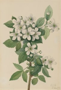 Highbush Blackberry Bush, 1919. af Mary Vaux Walcott