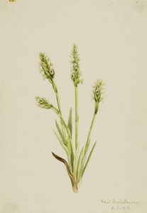 Dame-trøjer med hætte Ibidium strictum, 1918. af Mary Vaux Walcott