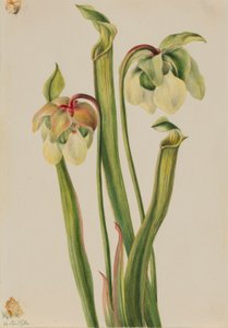 Hybrid kandebærerplante (Sarracenia minor) af Mary Vaux Walcott