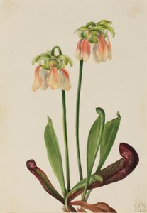 Hybrid kandebærerplante (Sarracenia minor x psittacina) af Mary Vaux Walcott