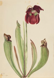 Hybrid kandebærerplante (Sarracenia rubra xs purpurea venosa) af Mary Vaux Walcott