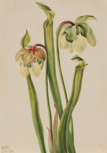 Hybrid Pitcherplant Sarracenia minor, 1930. af Mary Vaux Walcott