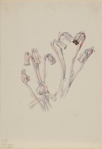 Indisk pibe (Monotropa uniflora) af Mary Vaux Walcott
