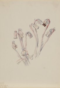 Indian Pipe Monotropa uniflora, 1926. af Mary Vaux Walcott