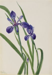 Iris (Iris-arter) af Mary Vaux Walcott