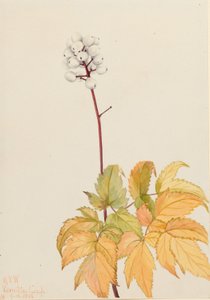 Elfenbensbær (Actaea arguta) af Mary Vaux Walcott