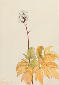 Ivory Baneberry Actaea arguta, 1922 af Mary Vaux Walcott
