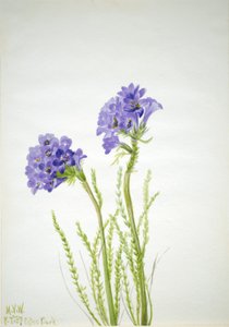 Jakobsstige (Polemonium viscosum) af Mary Vaux Walcott