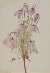 Jicarilla (Clematis pseudoalpina) af Mary Vaux Walcott