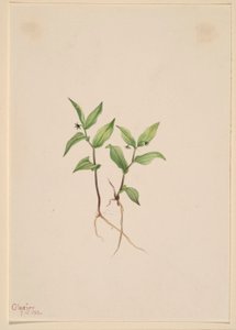 Kruhsea (Kruhsea streptopoides) af Mary Vaux Walcott