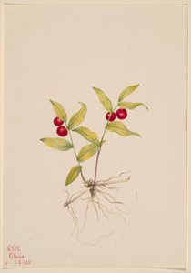 Kruhsea (Kruhsea streptopoides) af Mary Vaux Walcott