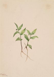 Kruhsea Kruhsea streptopoides, 1913. af Mary Vaux Walcott