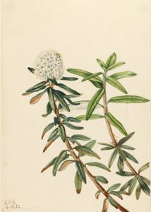 Labrador-te (Ledum groenlandicum) af Mary Vaux Walcott