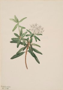Labrador-te (Ledum groenlandicum) af Mary Vaux Walcott