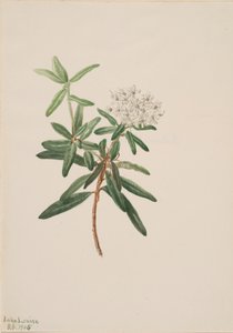 Labrador Tea Greenland Ice, 1905. af Mary Vaux Walcott