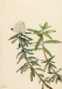 Labrador Tea Grønlandsis, 1922. af Mary Vaux Walcott