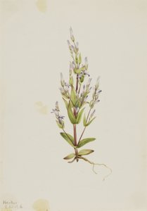 Stige Gentian Gentiana acuta, 1916. af Mary Vaux Walcott