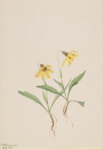 Lake Louise Arnica (Arnica louisiana) af Mary Vaux Walcott
