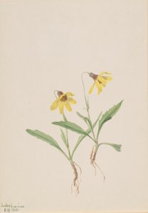 Lake Louise Arnica Arnica louisiana, 1905. af Mary Vaux Walcott