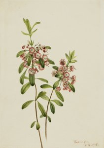Lammehyld (Kalmia angustifolia) af Mary Vaux Walcott