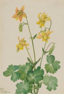 Citron akeleje (Aquilegia flavescens) af Mary Vaux Walcott