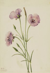 Lilla Mariposa (Calochortus splendens) af Mary Vaux Walcott