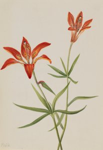 Lilje (Lilium montanum) af Mary Vaux Walcott