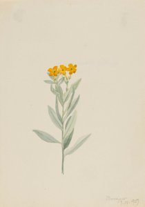 Lithospermum canescens af Mary Vaux Walcott