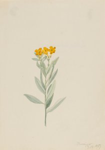 Lithospermum canescens, 1907. af Mary Vaux Walcott