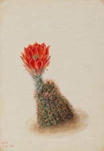 Lloyds jordbærkaktus (Echinocereus lloydii)