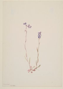 Lobelia Kalmii af Mary Vaux Walcott