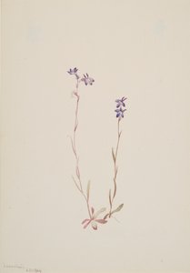 Lobelia Kalmii, 1904. af Mary Vaux Walcott