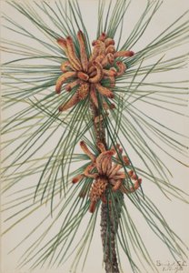 Loblolly fyr (Pinus taeda) af Mary Vaux Walcott