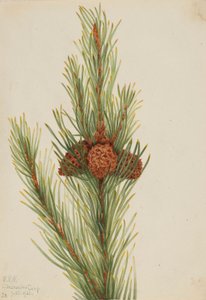 Lodgepole fyr (Pinus Contorta murrayana) af Mary Vaux Walcott