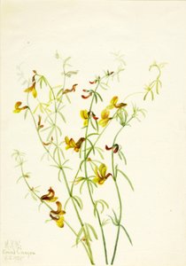 Lotus puberulus af Mary Vaux Walcott