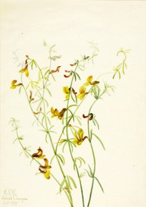 Lotus puberulus, 1935.