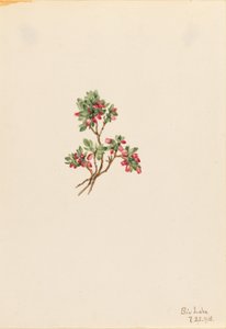 Lavt skvalderkål (Vaccinium caespitosum) af Mary Vaux Walcott