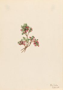 Low Whortleberry Vaccinium caespitosum, 1918. af Mary Vaux Walcott