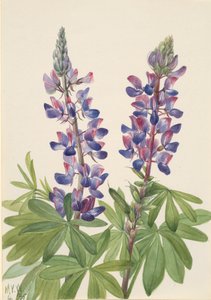 Lupin Lupinus fornosus, 1935. af Mary Vaux Walcott